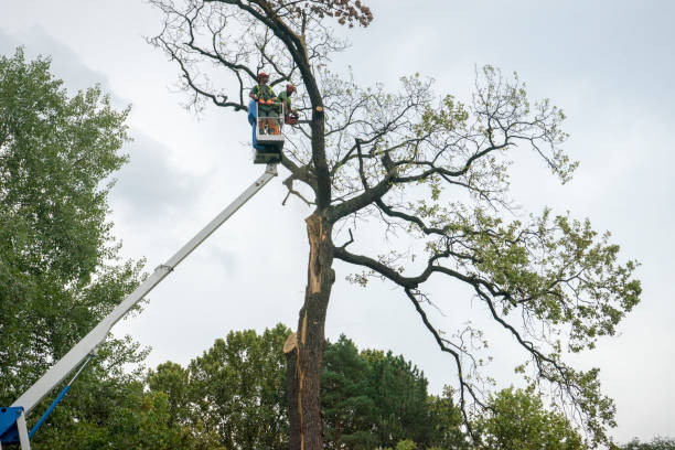 How Our Tree Care Process Works  in  Gladwin, MI