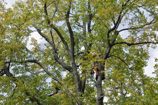 Gladwin, MI Tree Services Company